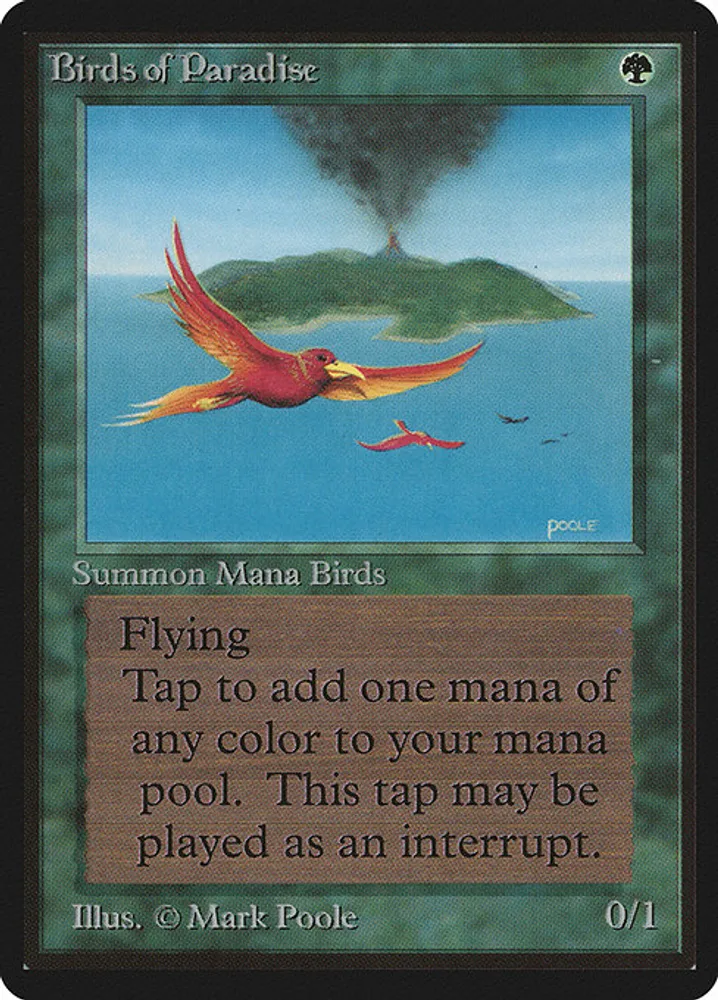 Birds of Paradise